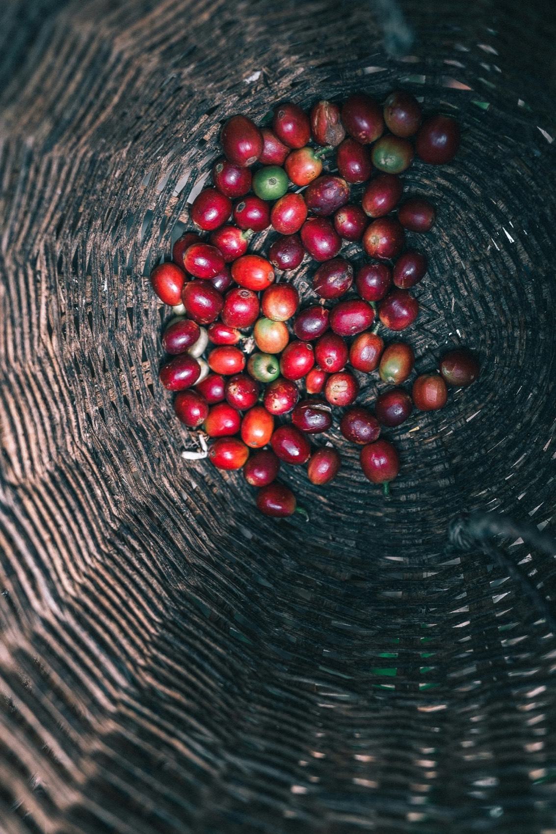 Cerezas de café rojas recién recogidas dentro de un canasto tejido