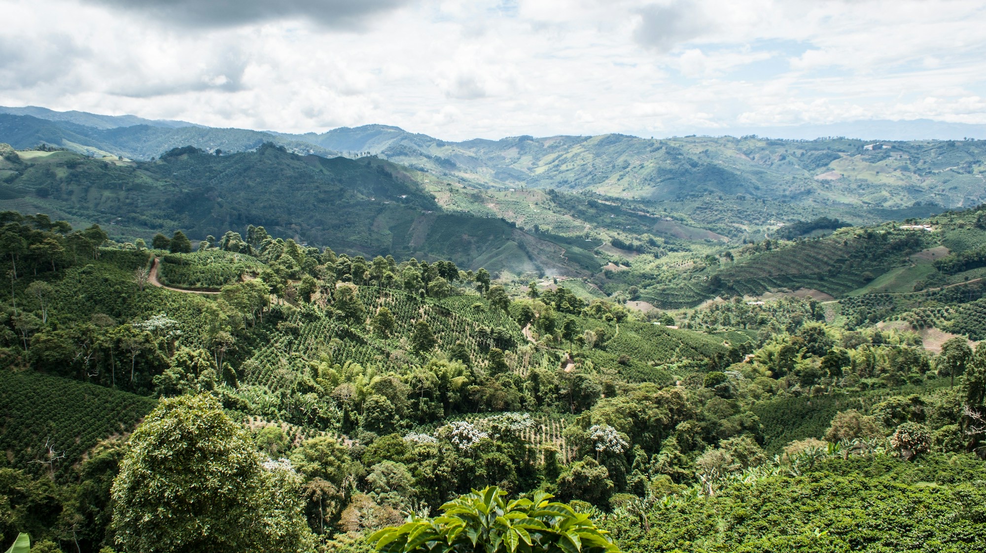 Montañas sembradas de cafetales bajo un cielo nublado