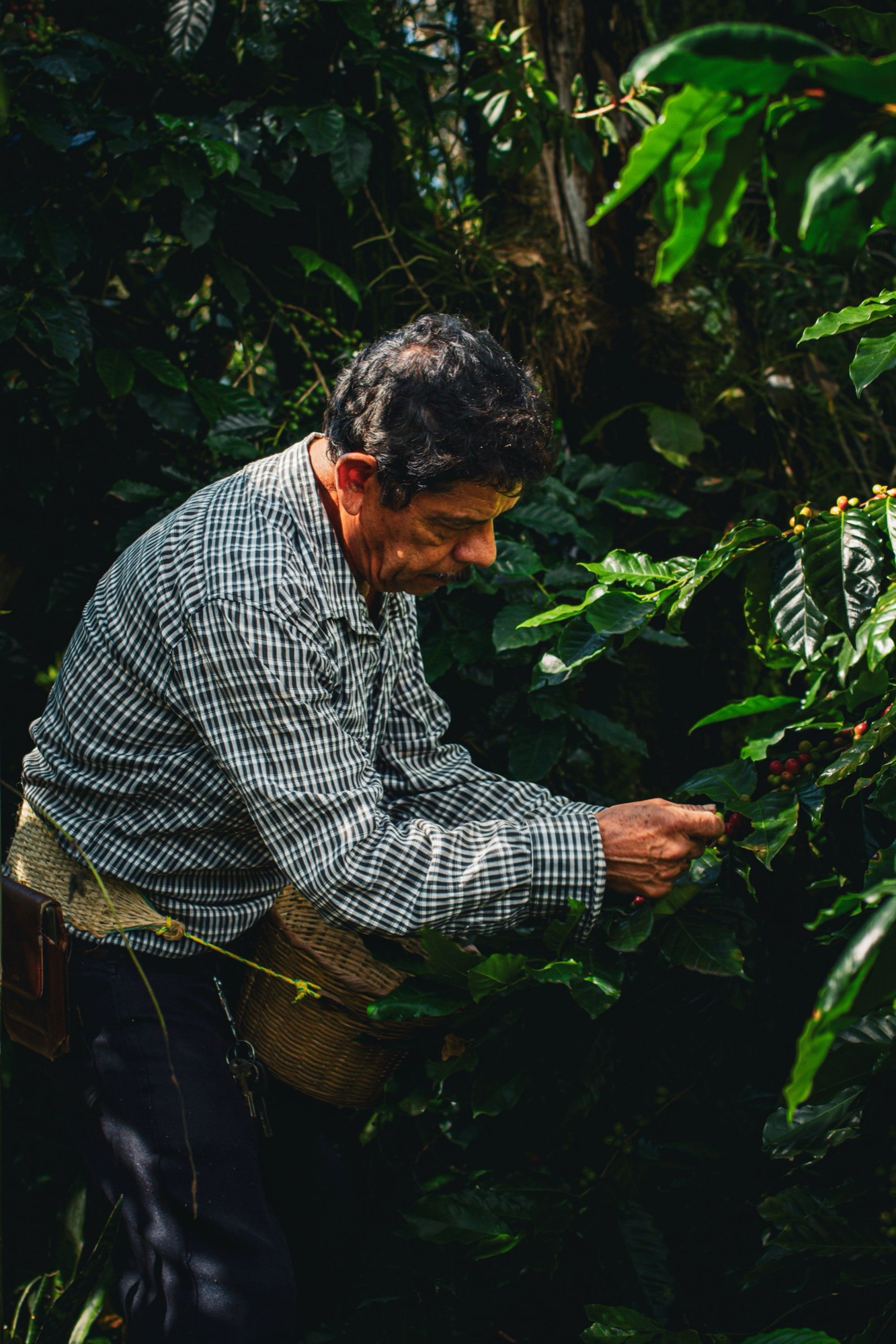Un caficultor recogiendo cerezas de café entre las ramas