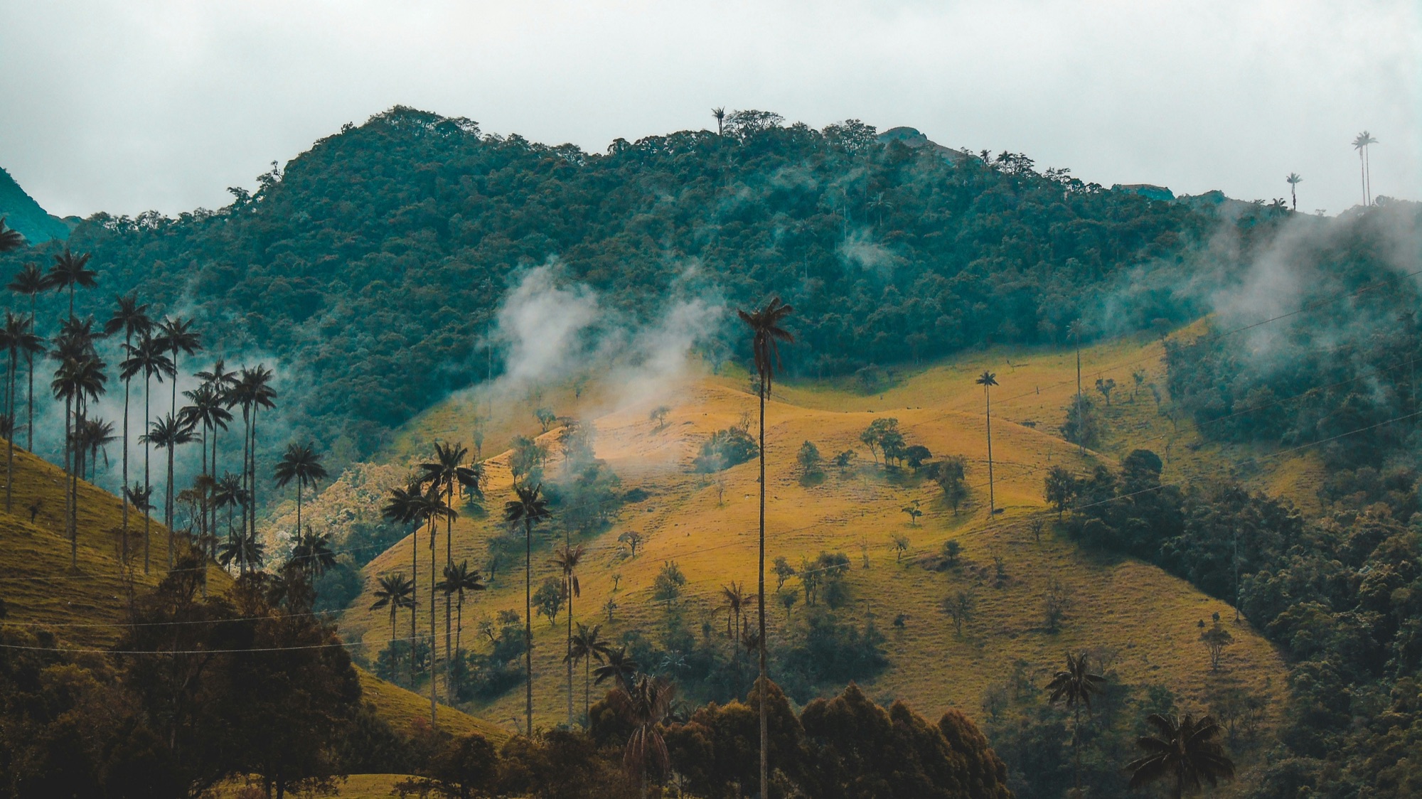 Montañas verdes y palmas de cera entre la niebla en el Valle de Cocora, Colombia